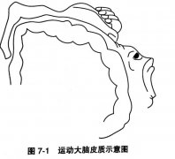 小儿脑瘫的手部训练一